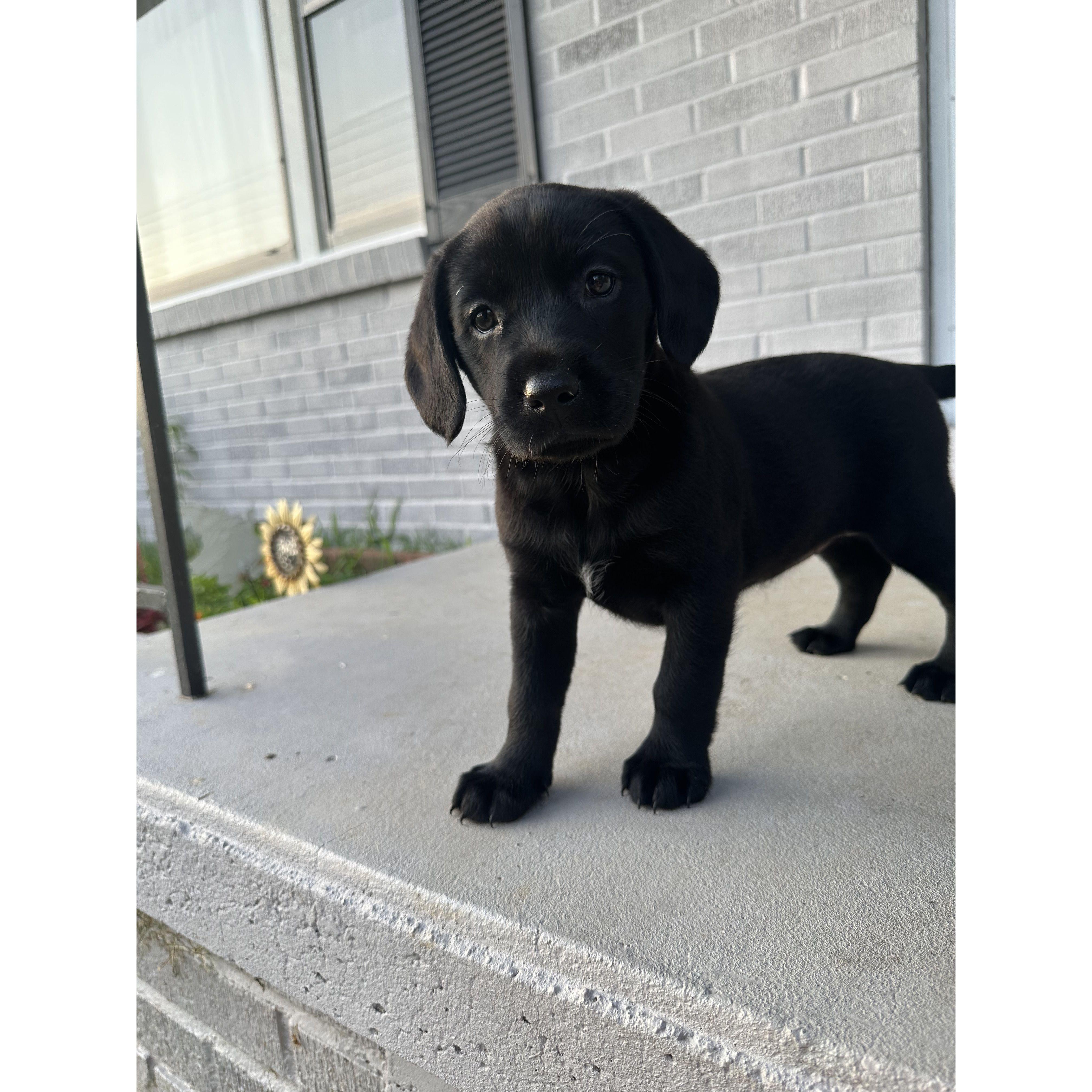 Fur baby #5