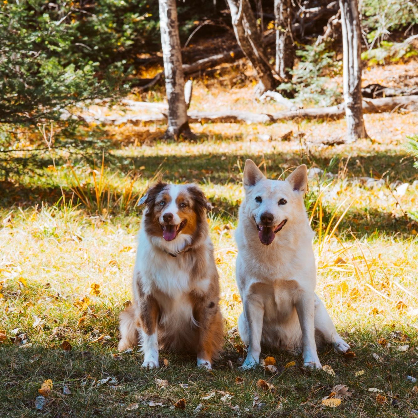 Our babies🥰🐾