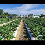 Knaus Berry Farm