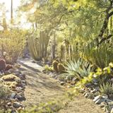 Tucson Botanical Gardens