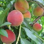 Lane Southern Orchards