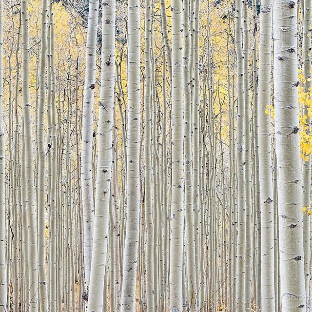 Aspen Grove