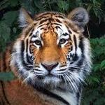 Connecticut's Beardsley Zoo