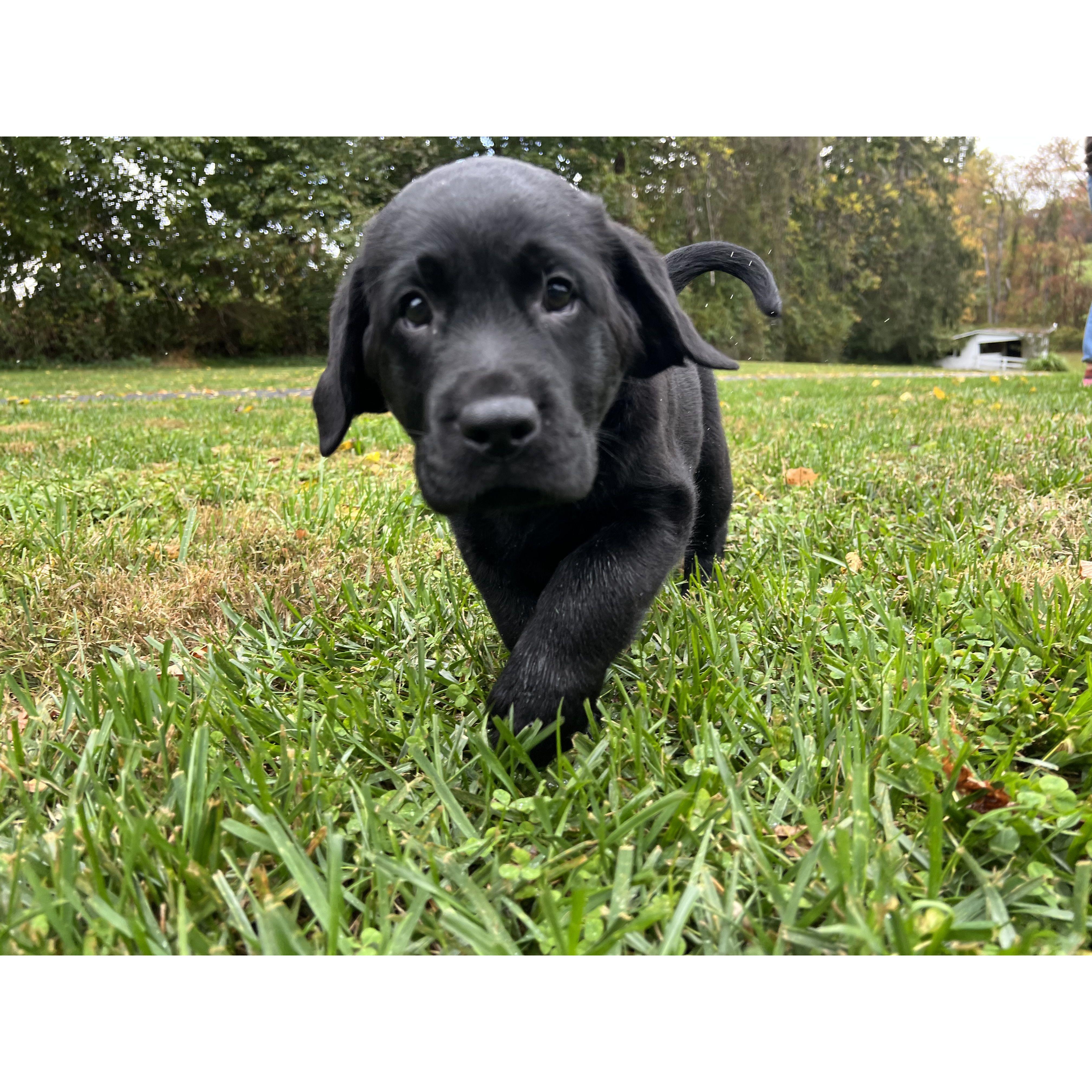 Sully's first day home - October 2021