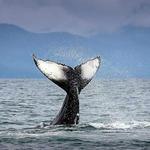 Capt Dave's Dana Point Dolphin & Whale Watching Safari