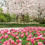 The Dallas Arboretum and Botanical Garden