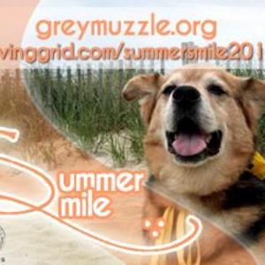 Charitable Gift: The Grey Muzzle Organization - Give Senior Dogs a Reason to Smile