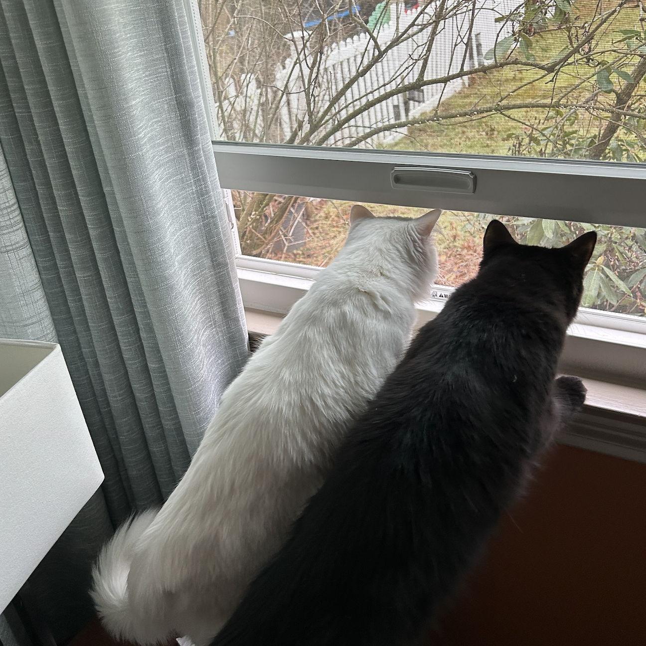 Squirrely Girlies LOVE the fresh air!