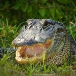 Gatorland – "Alligator Capital of the World"