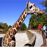 Mesker Park Zoo