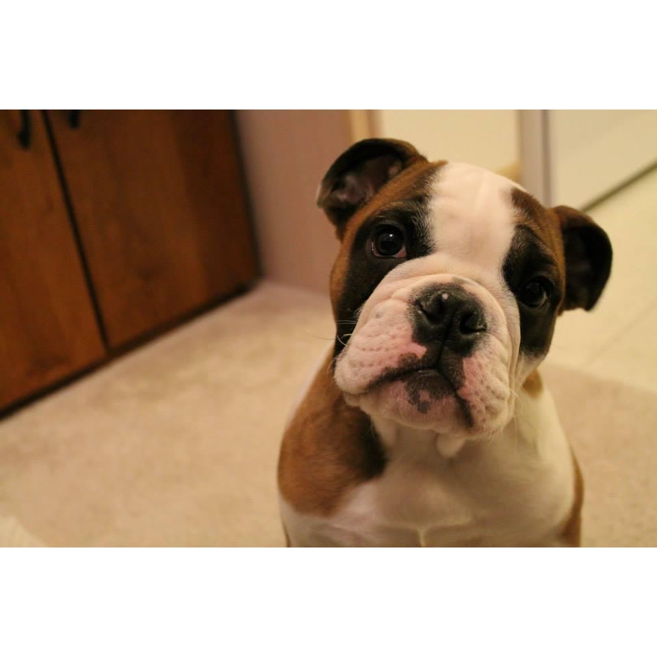 Our baby Oliver- 5 months old
