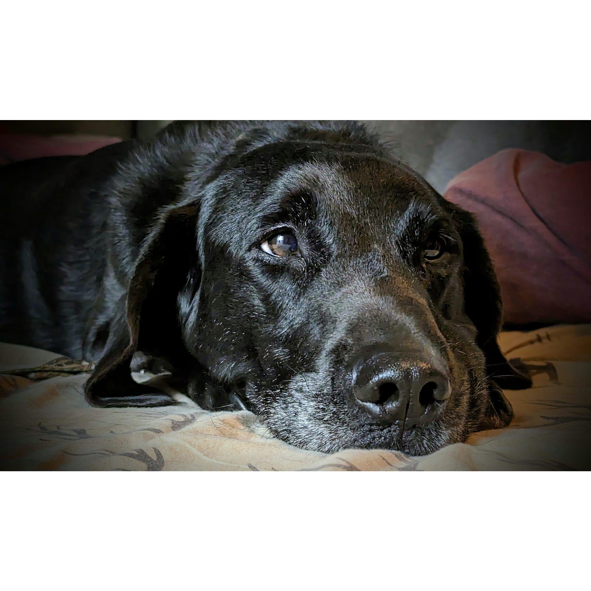 recent photo of Booker, our first pooch we got together as a family. Him's going grey now.