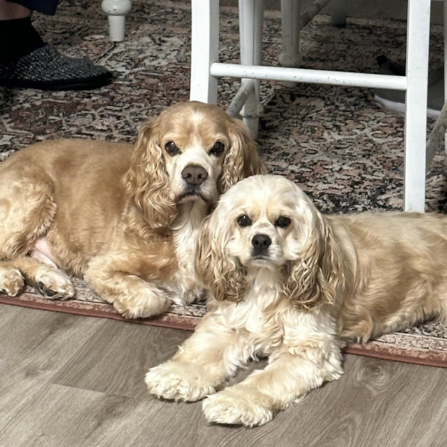 Camp Bow Wow Daycare