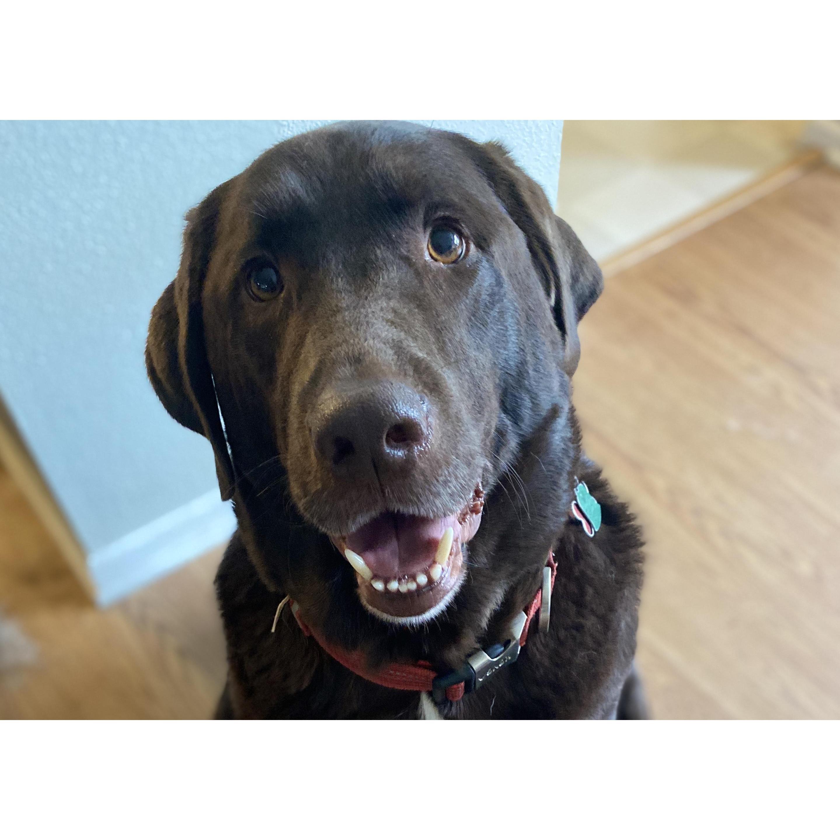 Brutus is always so happy!