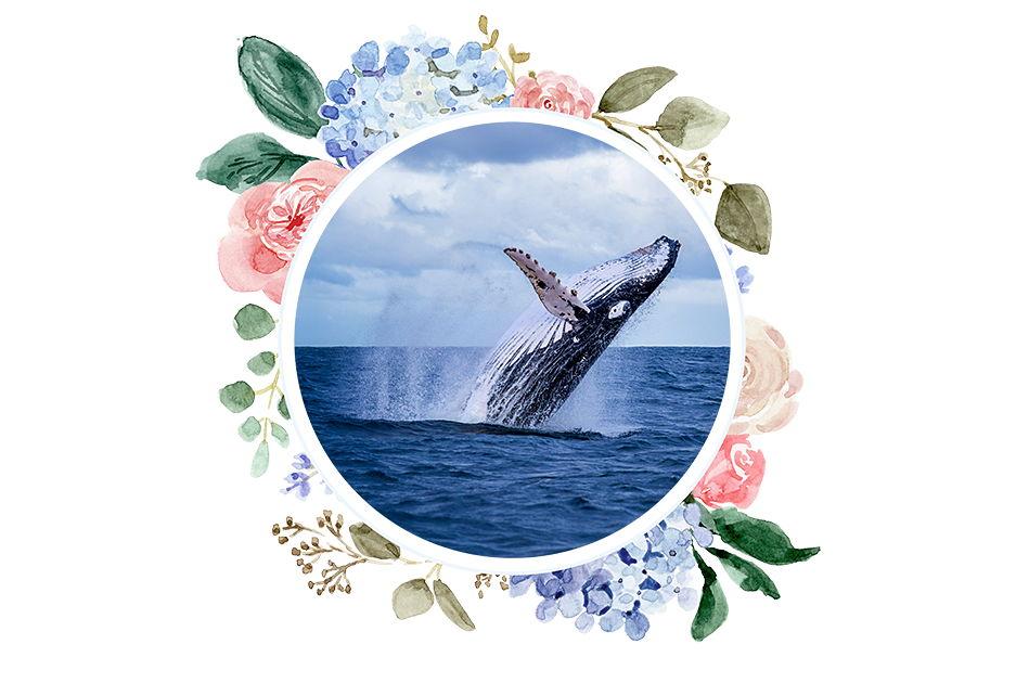 The Wedding Website of Amy Tolivaisa and Josh Murray