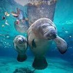 Manatee Viewing Center