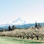 Mt View Orchards Fruit Stand and U-Pick