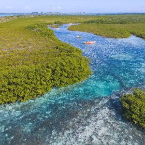 Honeymoon Mangrove Guided Tour