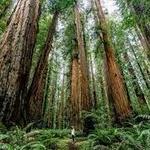 Redwood Forest