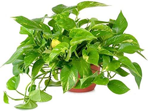 AMERICAN PLANT EXCHANGE Golden Pothos Easy Care Live Plant, 6" Pot, Top Indoor Air Purifier