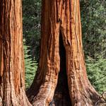 Sequoia & Kings Canyon National Parks