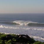 Cowells Cove Surf Spot