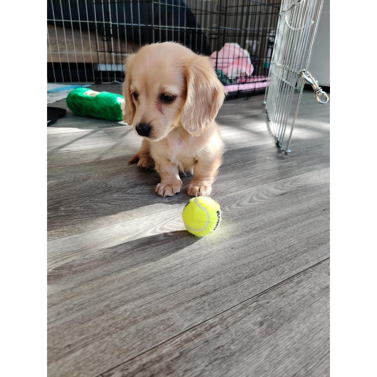 Our newest addition to the family, meet Daisy.
