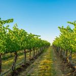 Woodinville Wine Country