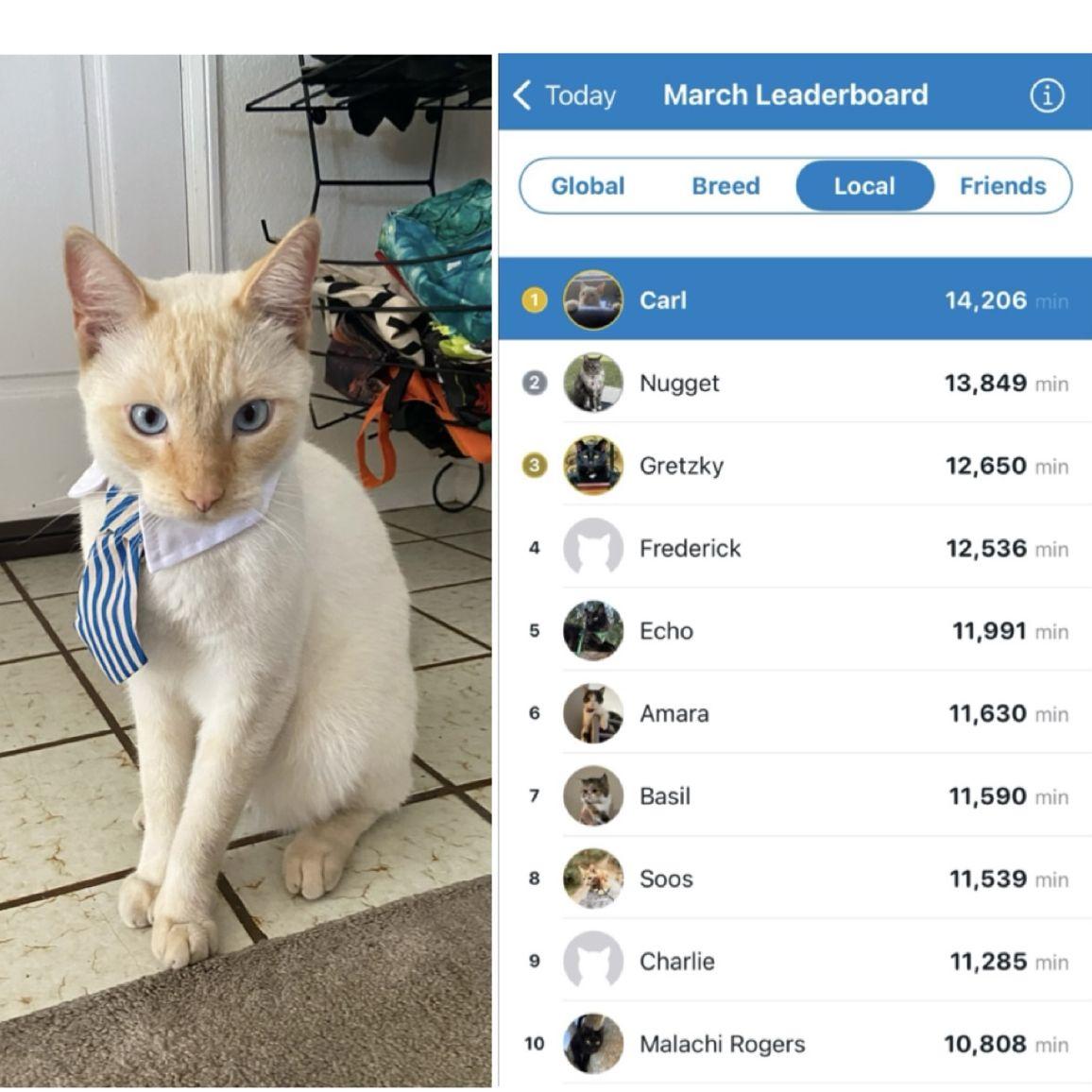 Adopted our first son, Carl, a little business man who's back to back business meetings make him #1 on the leaderboard for most active cat in the neighborhood.