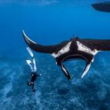 Manta Ray Night Snorkel