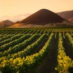 South SLO County Vineyards