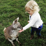 Kangaroo Creek Farm