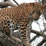 Jhalana leopard safari Reserve