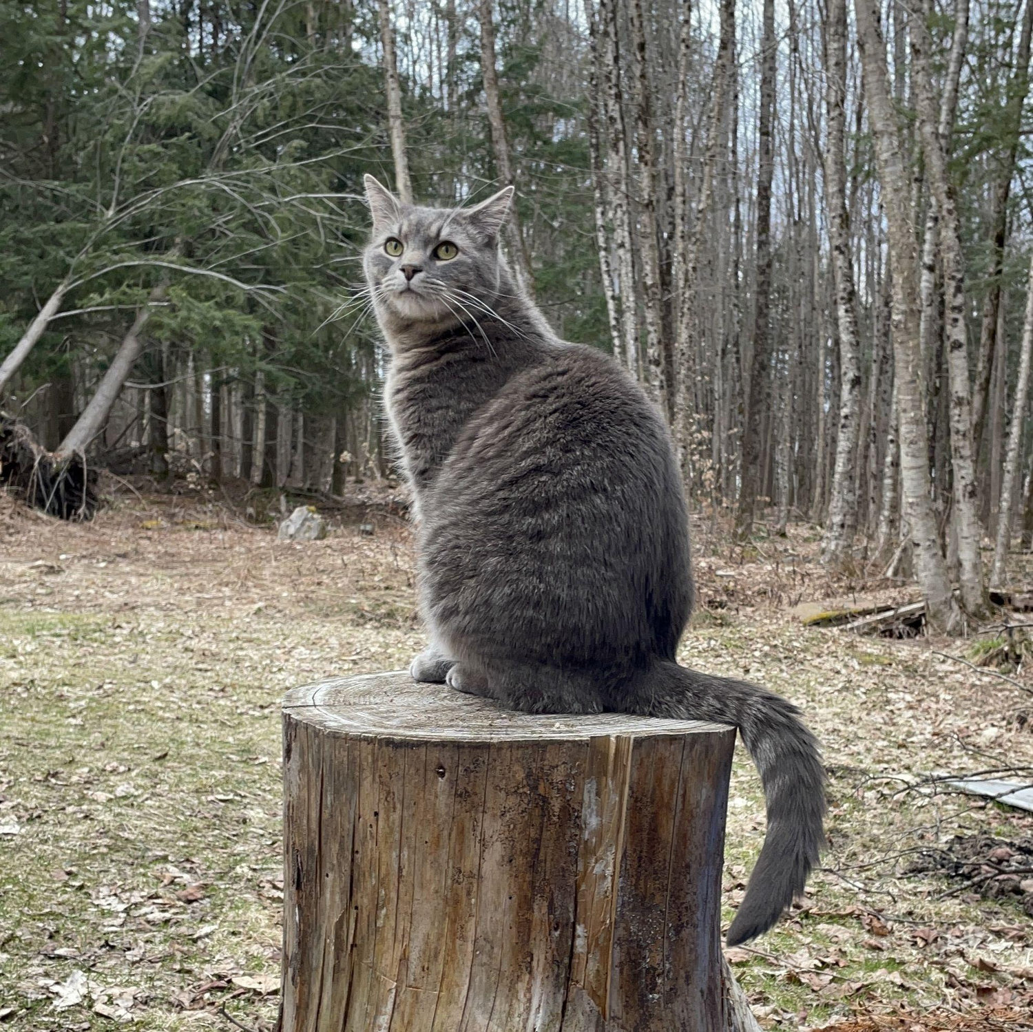 HEIKO OUR CATBABY