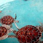 Tortugranja