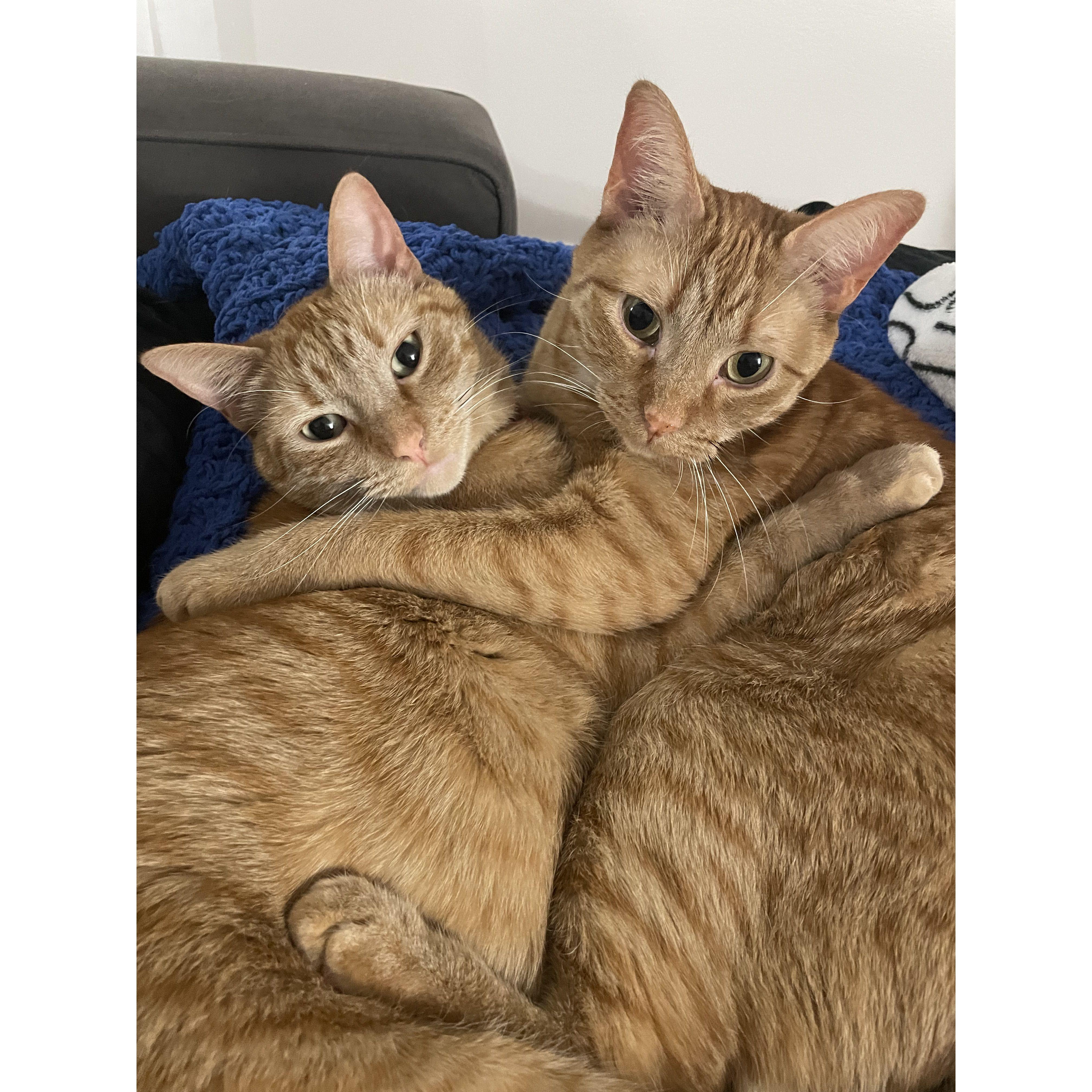 Cheeto and Dorito!