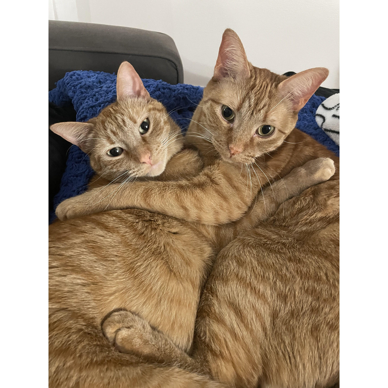 Cheeto and Dorito!