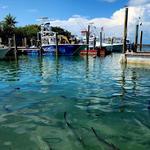 Tarpon Feeding