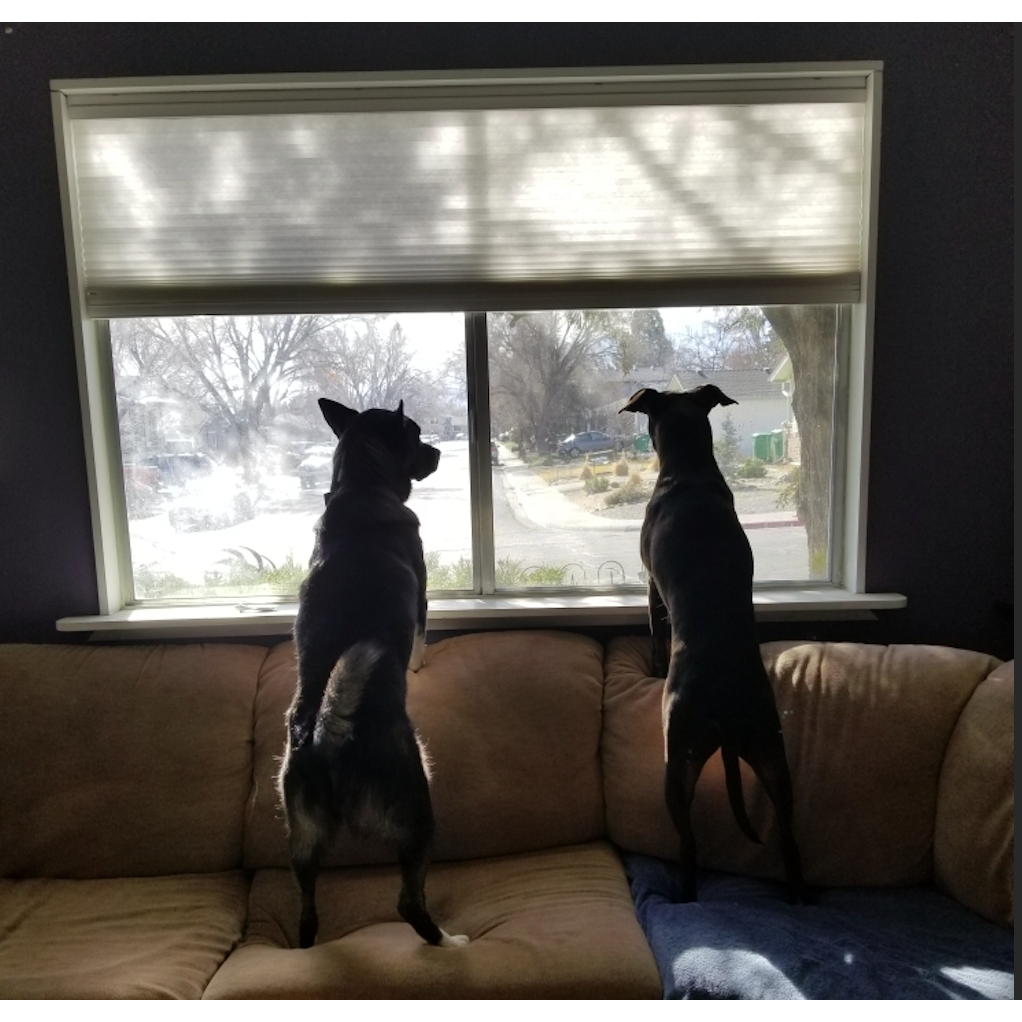 Dog Life!