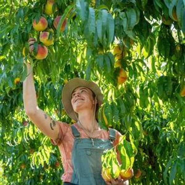 Orchard Fund