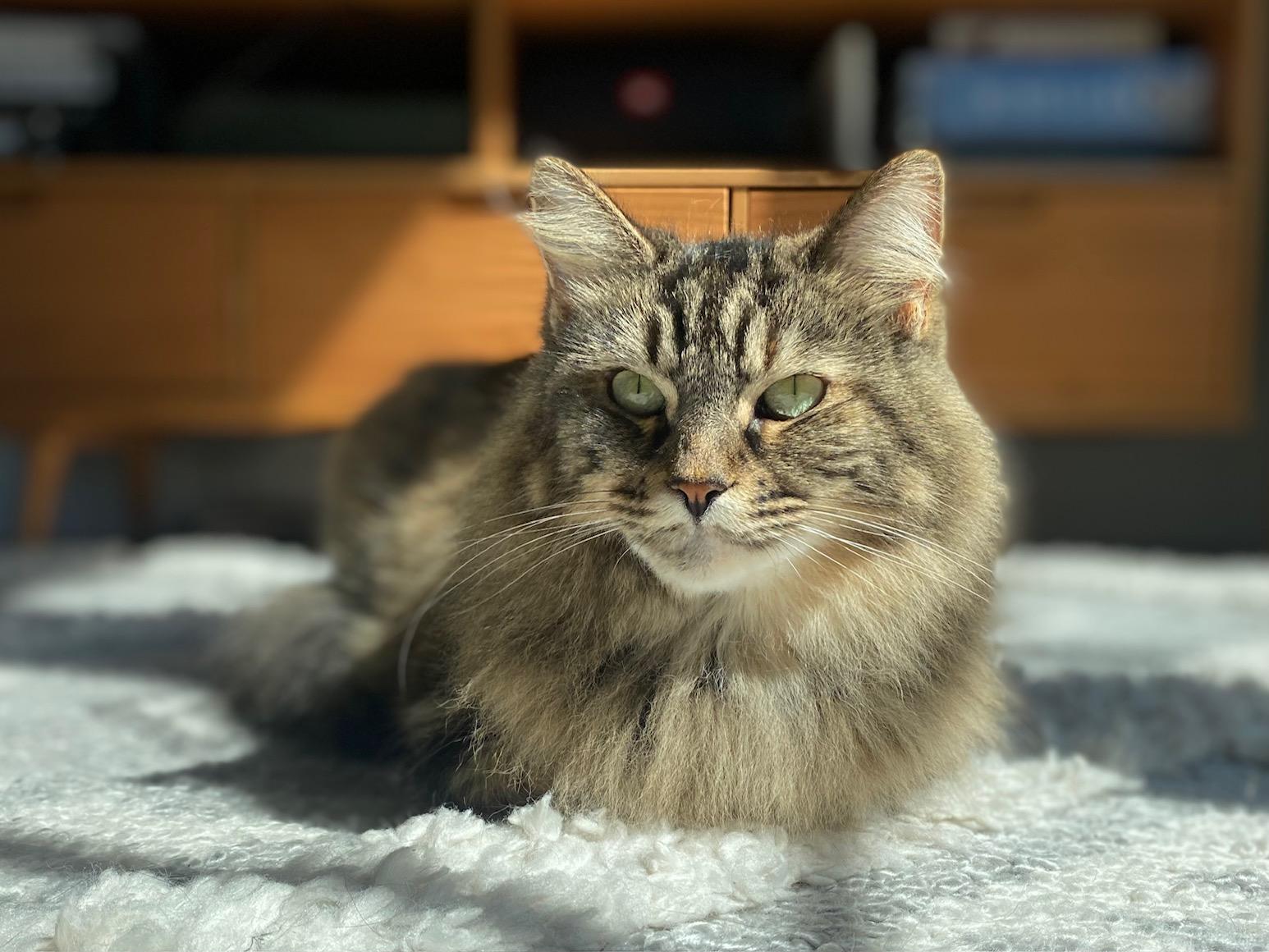 The Wedding Website of Colin O'Connor and Sasha Dudding