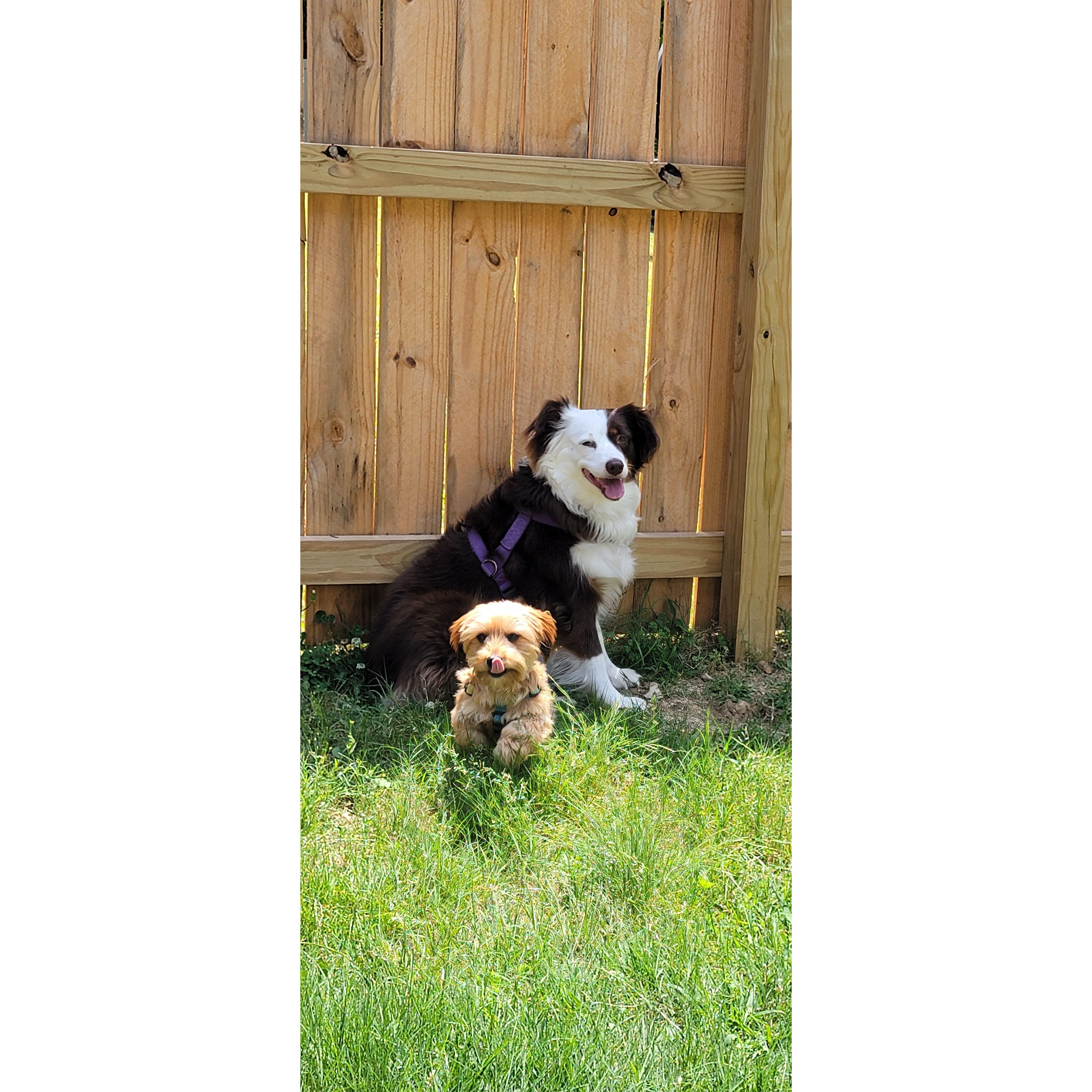 Our fur babies!