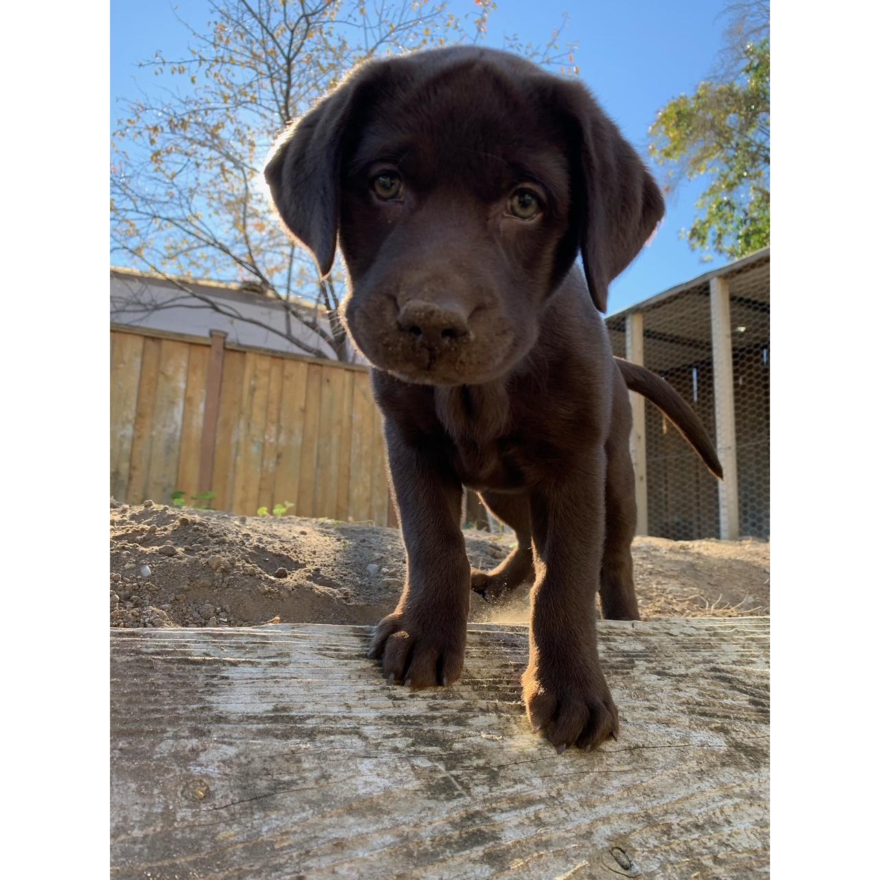 Our little lady, Remi