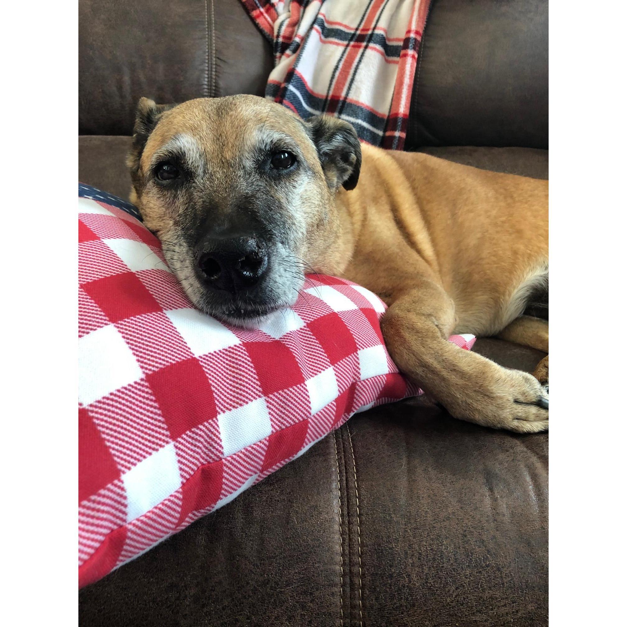 The queen of the house, miss Daisy. She's our spunky 3-legged 14 year old (who acts 2) lady.