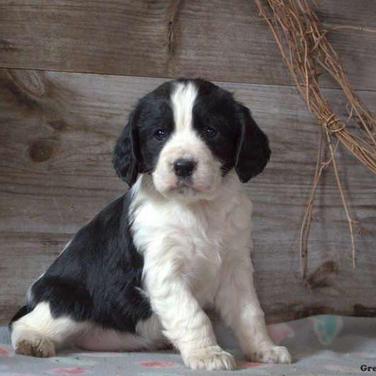 Our New Puppy