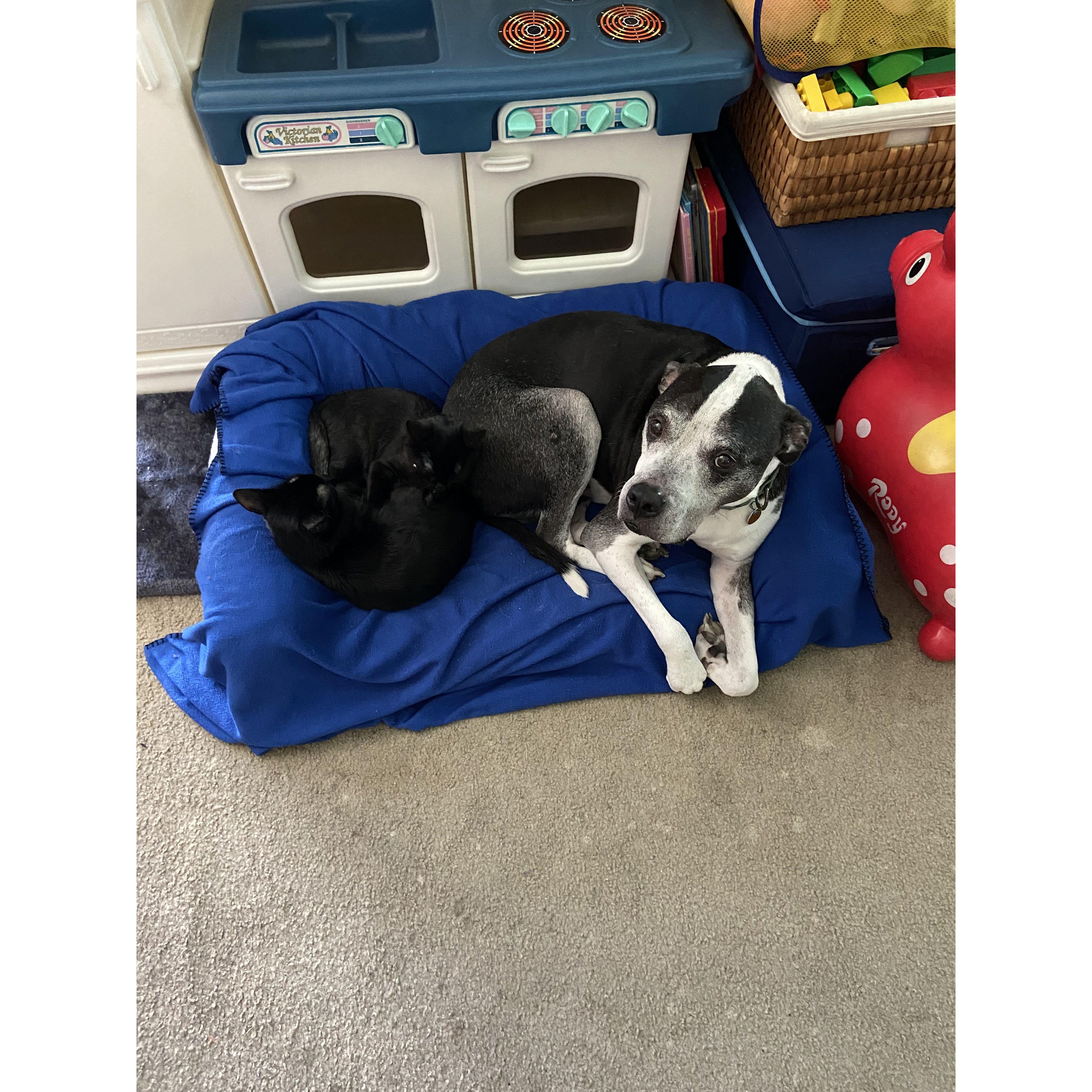 Caitlin and Brad have their fur babies now living with them too: Luna, Pepper, and Tank