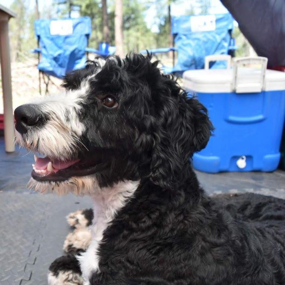 Our big Bermadoodle, Sebastian - AKA "Seby".