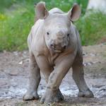 Cincinnati Zoo