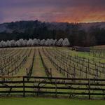 Enoch's Stomp Vineyard & Winery