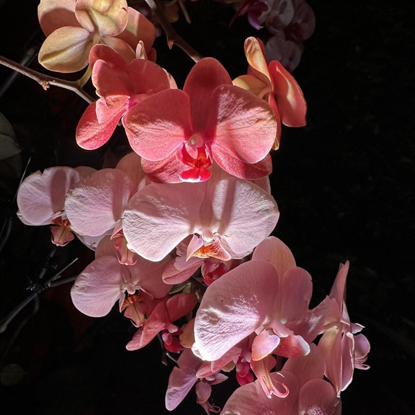 Yearly Botanical Gardens Membership